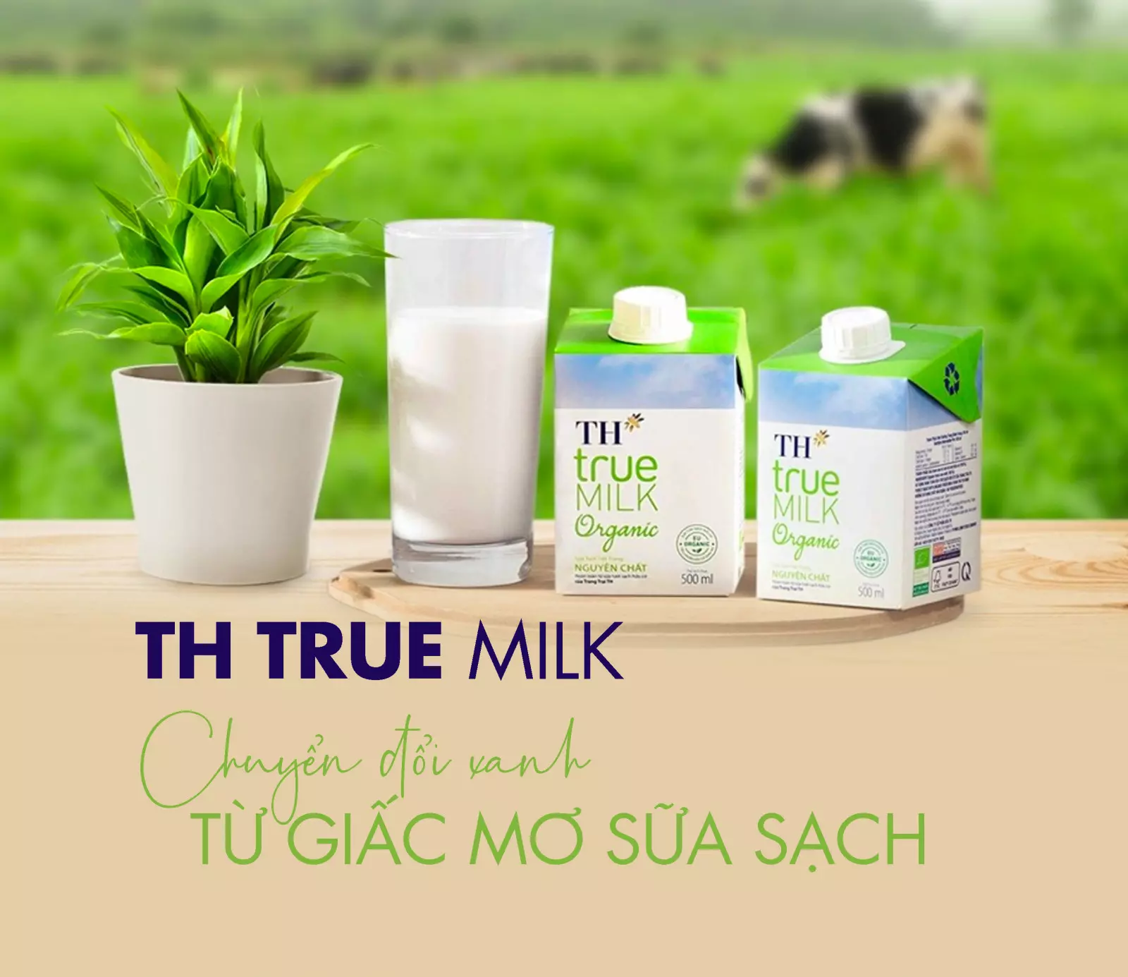 th true milk