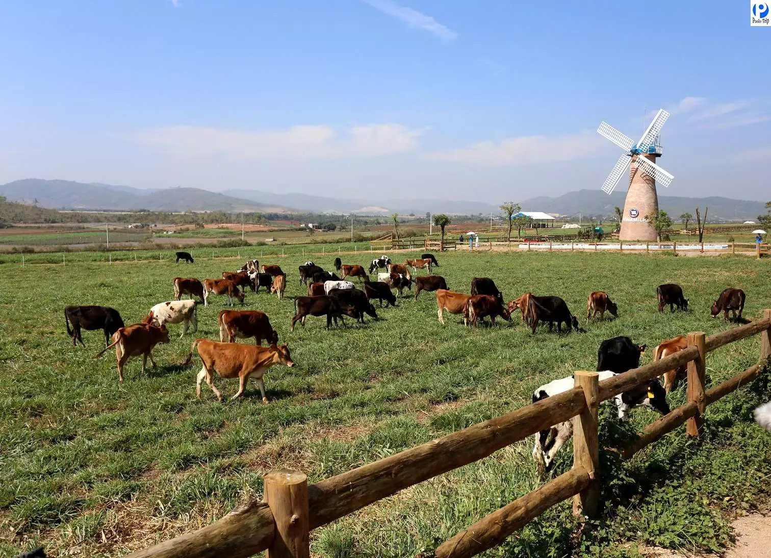 nông trại bò dalat milk farm